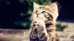 cat prayering